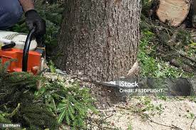Best Hazardous Tree Removal  in Egon City, OR